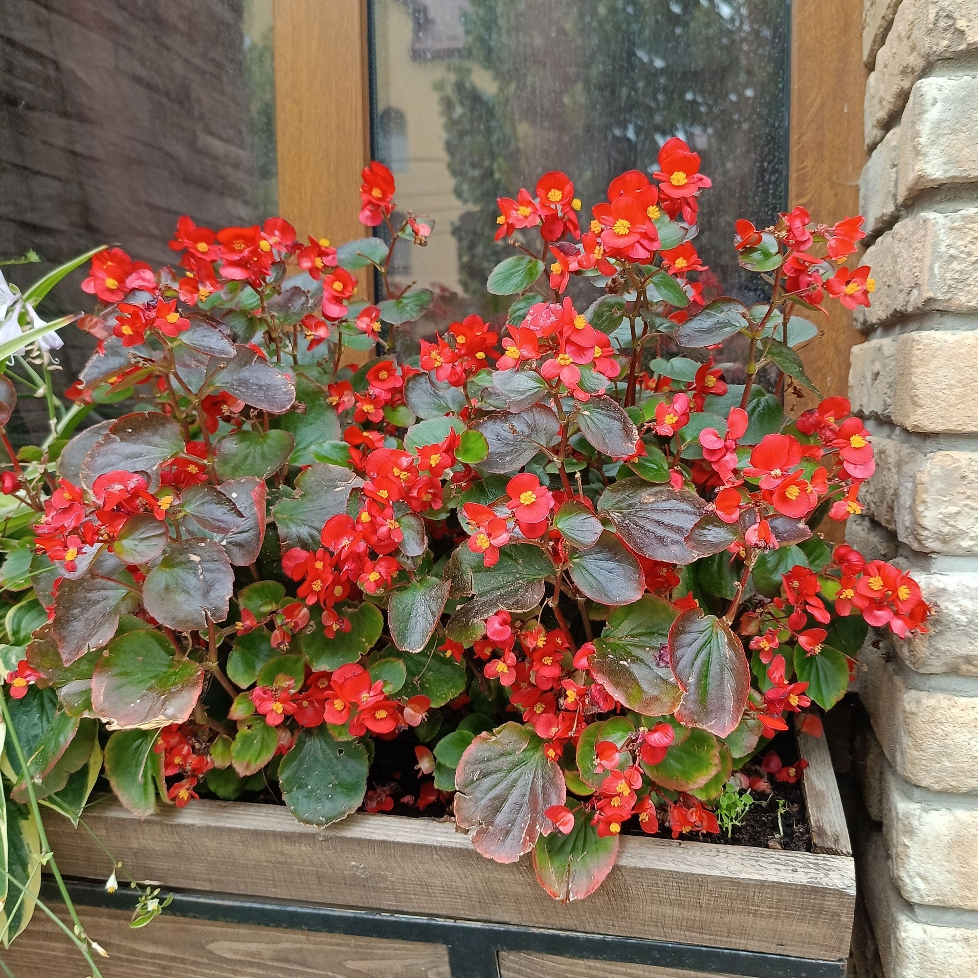 Bakker Semperflorens bégonia pot 10.5cm rouge