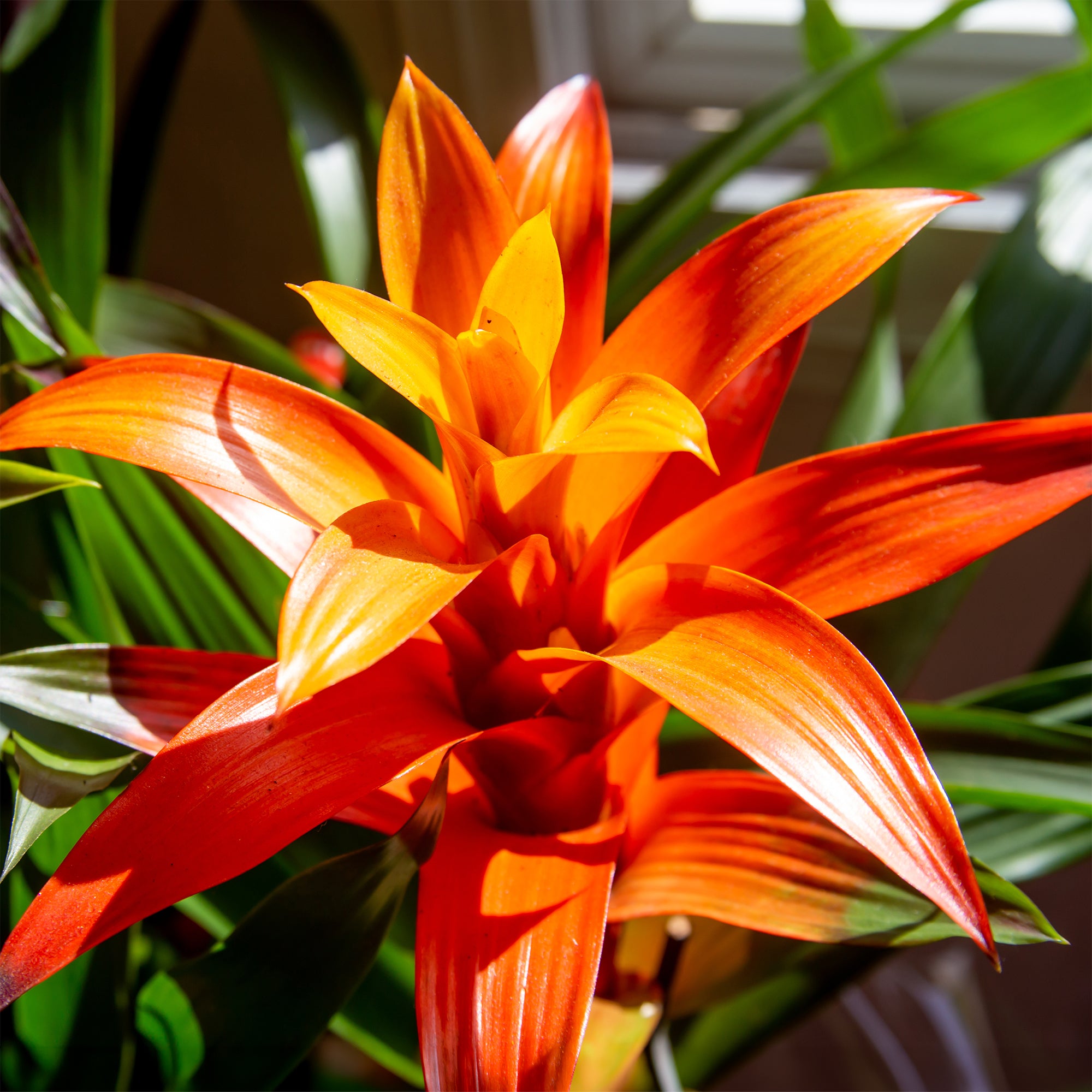Bakker Bromelia orange plante d'intérieur pot 9cm