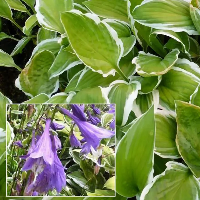 Bakker Plantes vivaces Hosta Ginko Craig vivace pot 9cm ombre