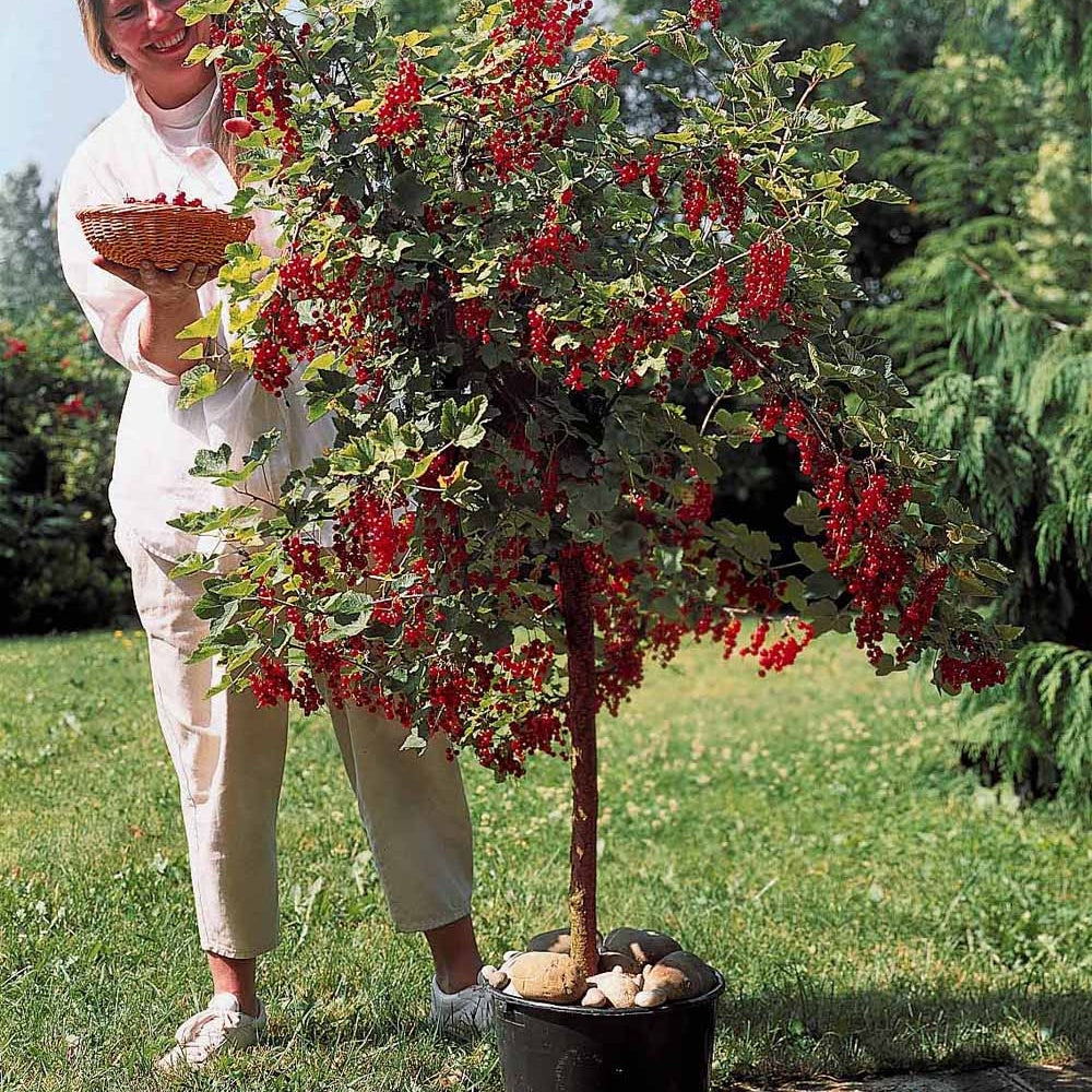 Bakker Fruitiers Groseillier Cassis tige 100cm 2 pots 2L