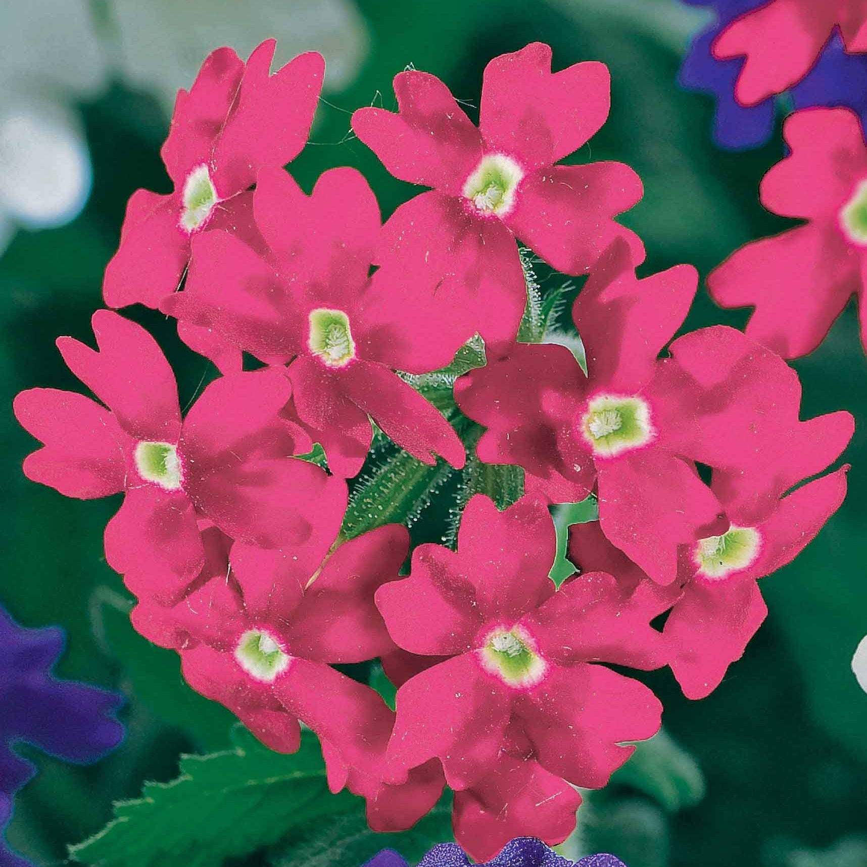 Bakker 3 Vivaces pastel Verbena Pelargonium Lobelia 3 pots