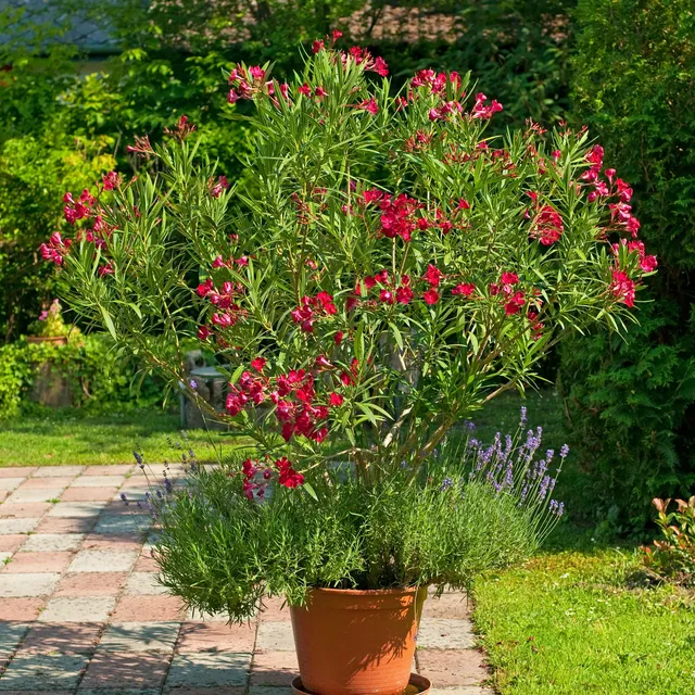 Bakker Laurier-rose rouge arbuste pot 10cm 20-30cm soleil