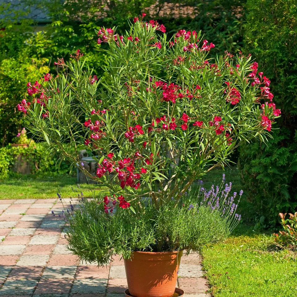 Bakker Laurier-rose rouge arbuste pot 10cm 20-30cm soleil