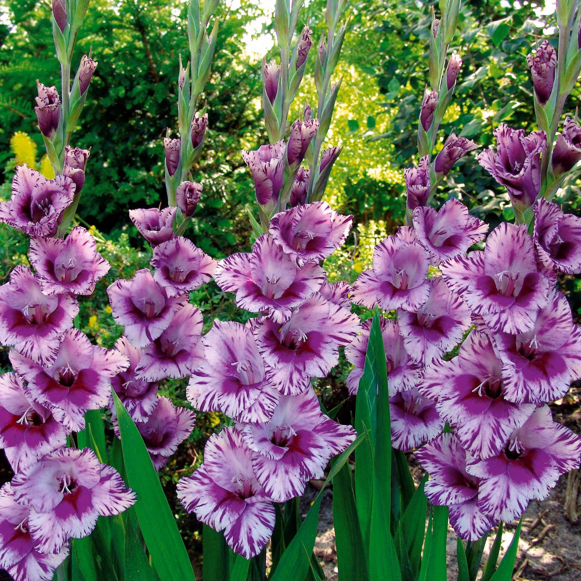 Bakker Passos glaïeul violet sachet 25 bulbes