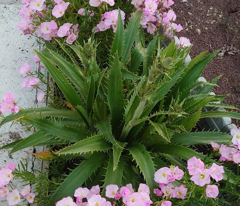 Passion Vivaces Eryngium agavifolium panicaut godet persistant