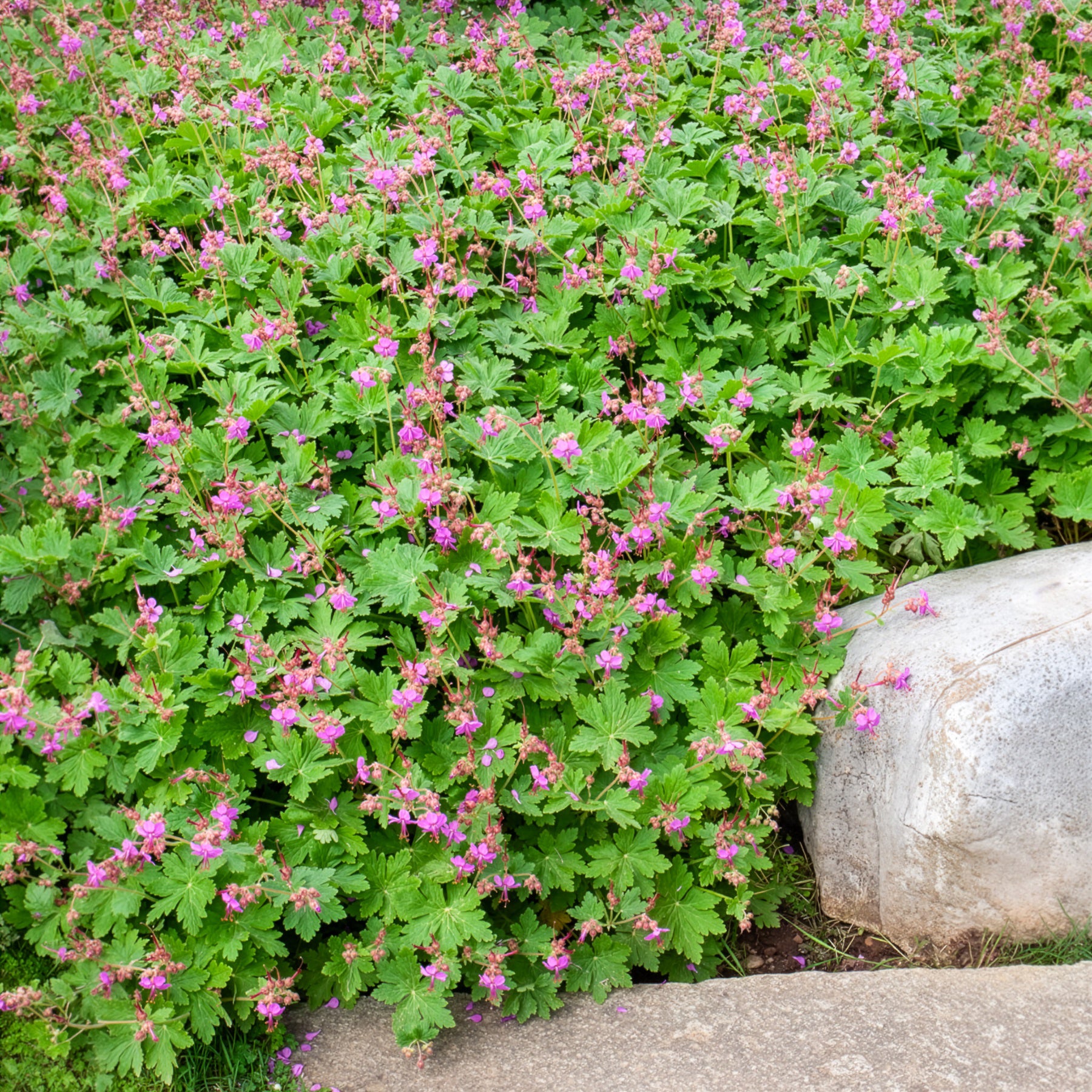 Bakker Vivaces Géranium macrorrhizum violet pot 8cm