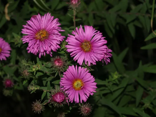 Passion Vivaces Aster Saint Michaels aster godet rose foncé