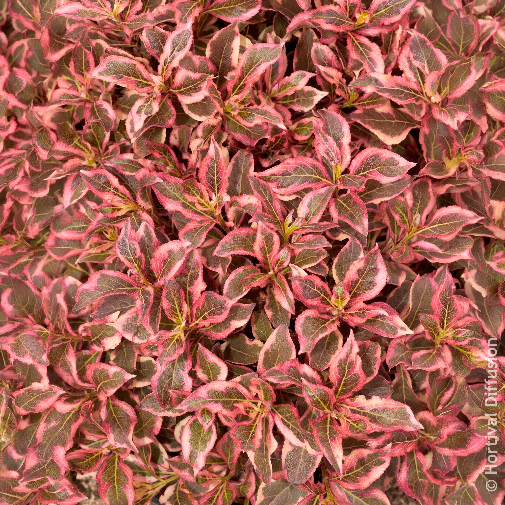 Bakker Weigélia Monet arbuste panaché pot 4,5L rose