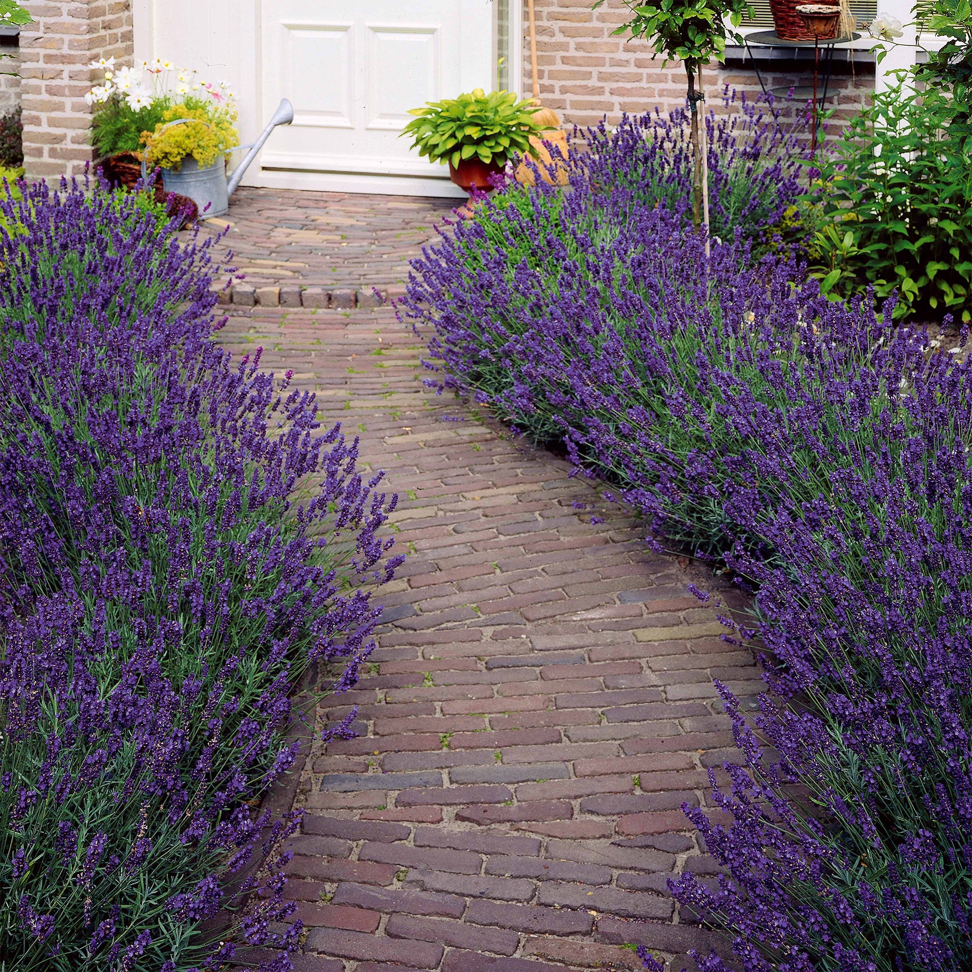 Bakker Lavande bleue Lavandula pot Ø 9cm lot de 2