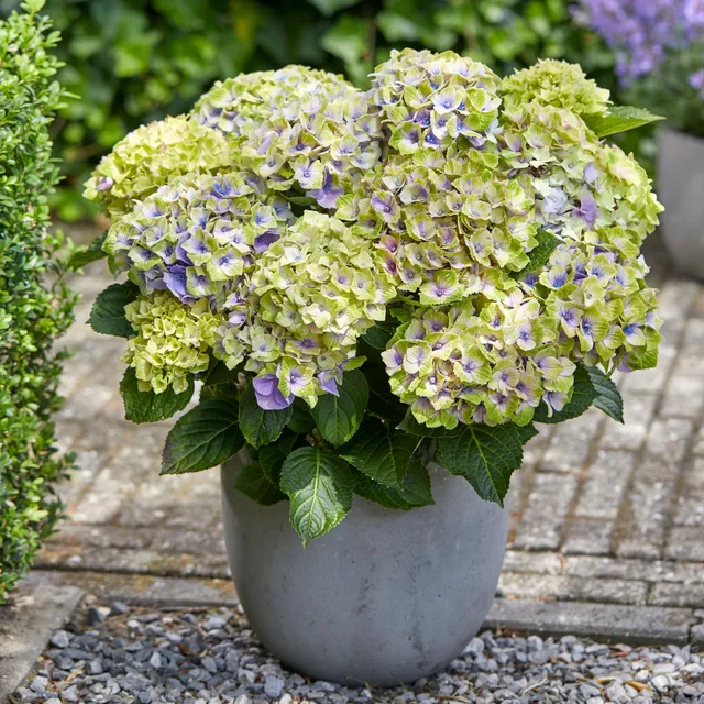 Bakker Hortensia Jewel arbuste pot 1.5L fleurs bleues