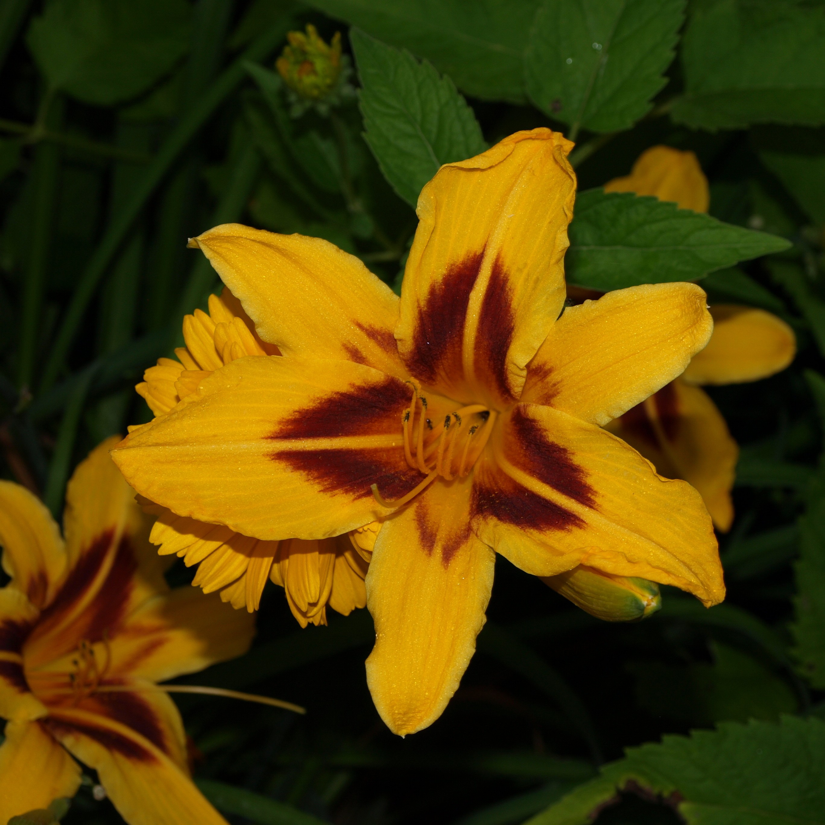 Passion Vivaces Hémérocallis Bonanza plante vivace pot 1 L jaune