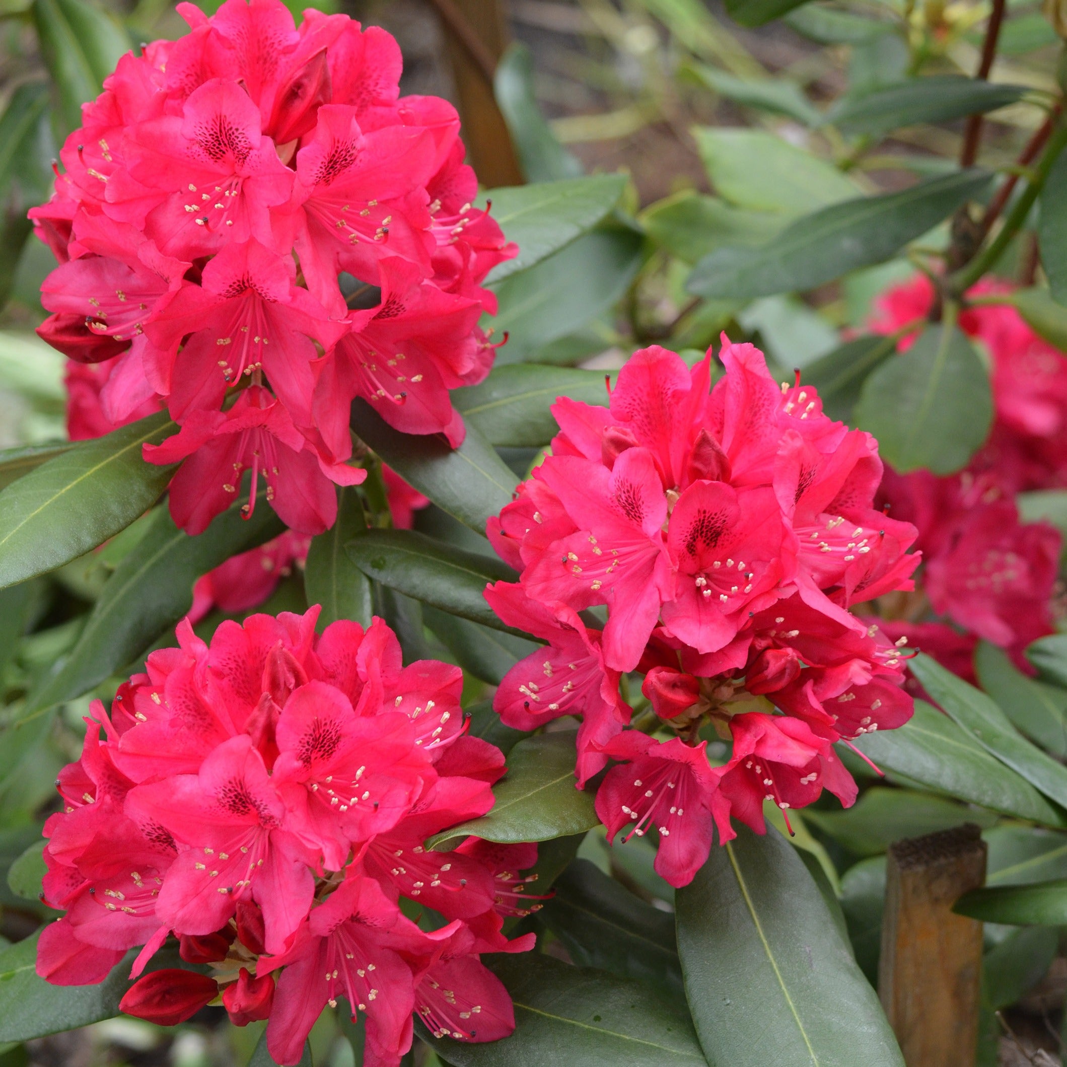 Bakker Rhododendron Nova Zembla arbuste pot 3L 30-40 cm rouge