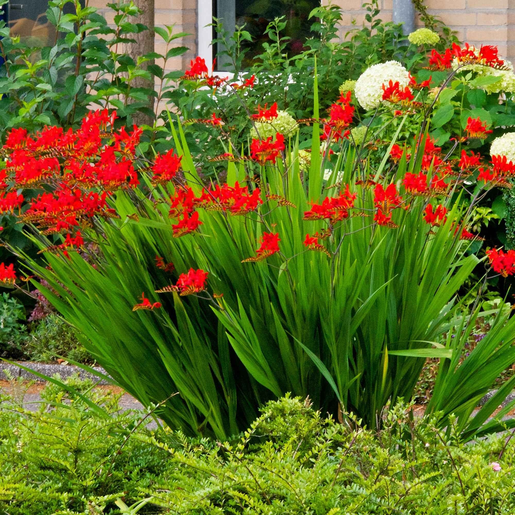 Bakker Bulbes à fleurs 15 Crocosmias rouges bulbe sachet 15 rouge feu