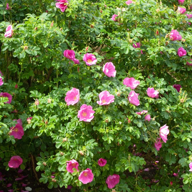 Bakker Rosiers Rugueux rose foncé 2 pots Ø9cm parfumé rustique