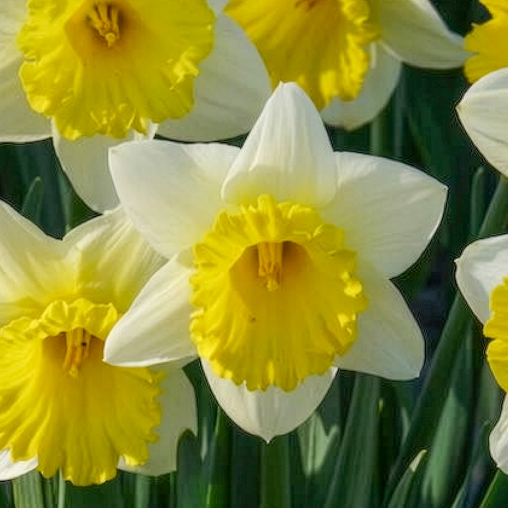 Bakker Goblet narcisse sachet 10 bulbes blanc jaune