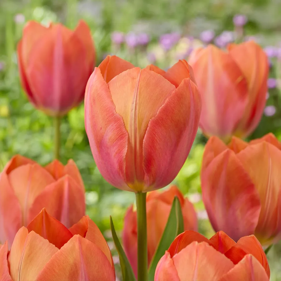 Bakker Apricot van Eijk tulipe Darwin sachet 10 bulbes abricot