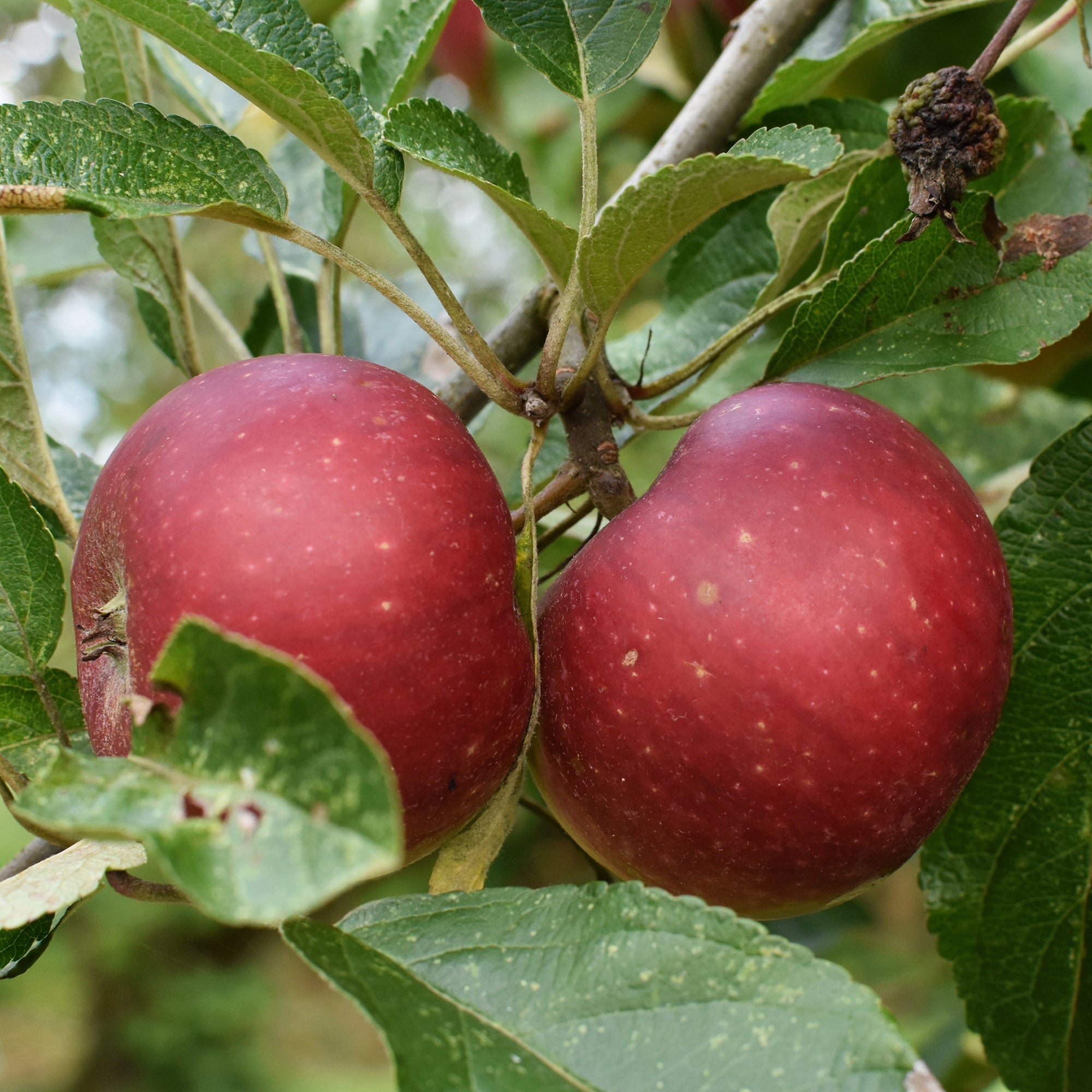 Bakker Pommier Ingrid Marie fruitier pomme rouge pot 5L