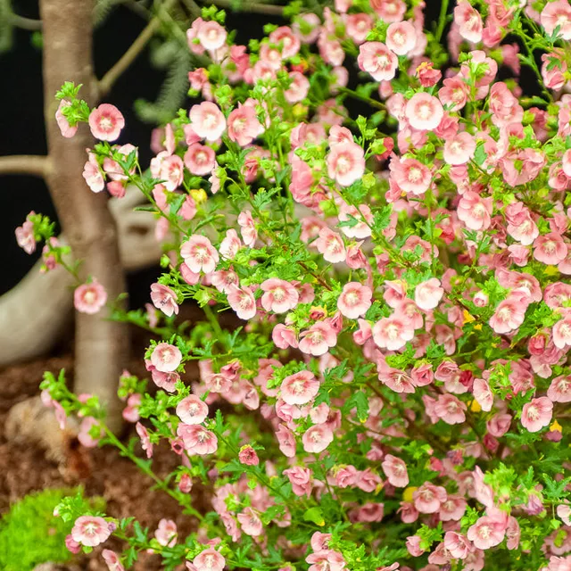 Bakker Mauve du Cap plante terrasse pot 9cm fleur pourpre