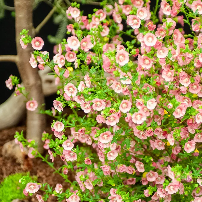 Bakker Mauve du Cap plante terrasse pot 9cm fleur pourpre
