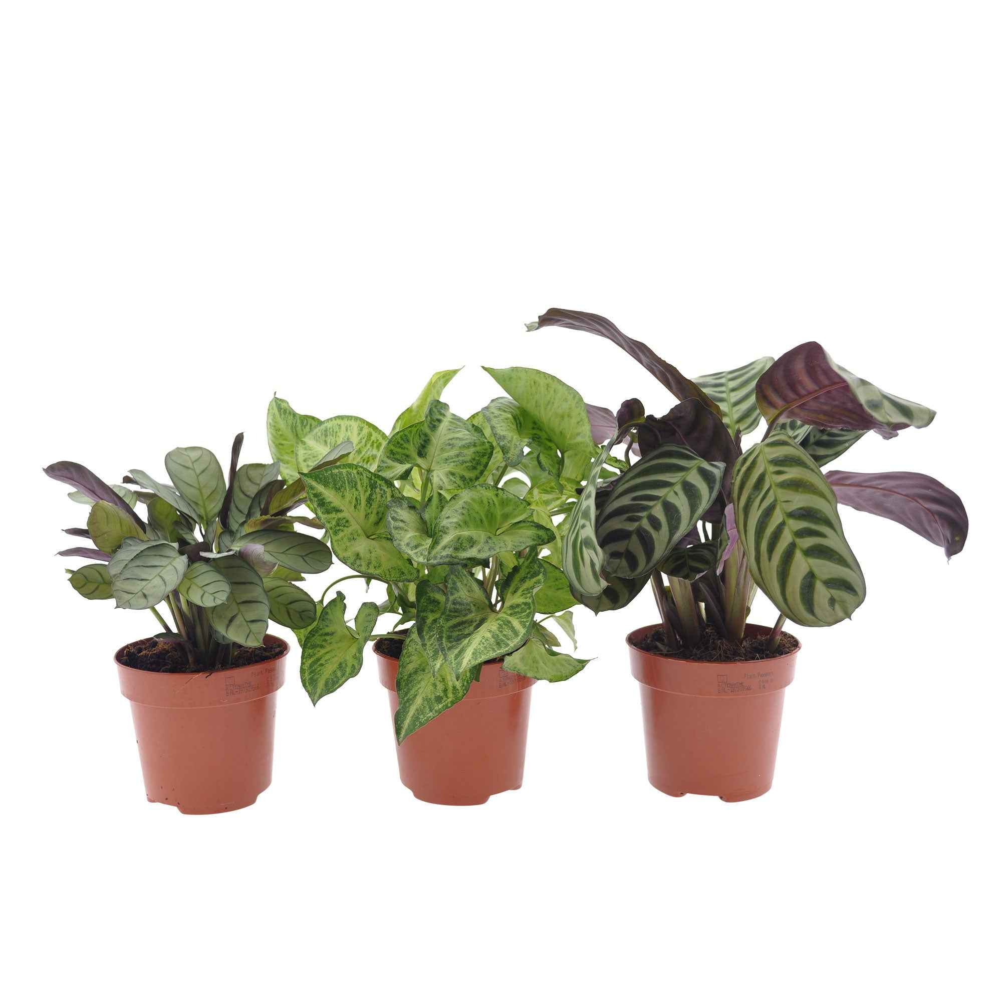 Bakker Plantes d'intérieur Collection marbré 3 pots 20-40cm