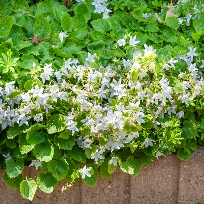 Bakker Campanule E.H. Frost vivace pot Ø9cm fleurs blanches