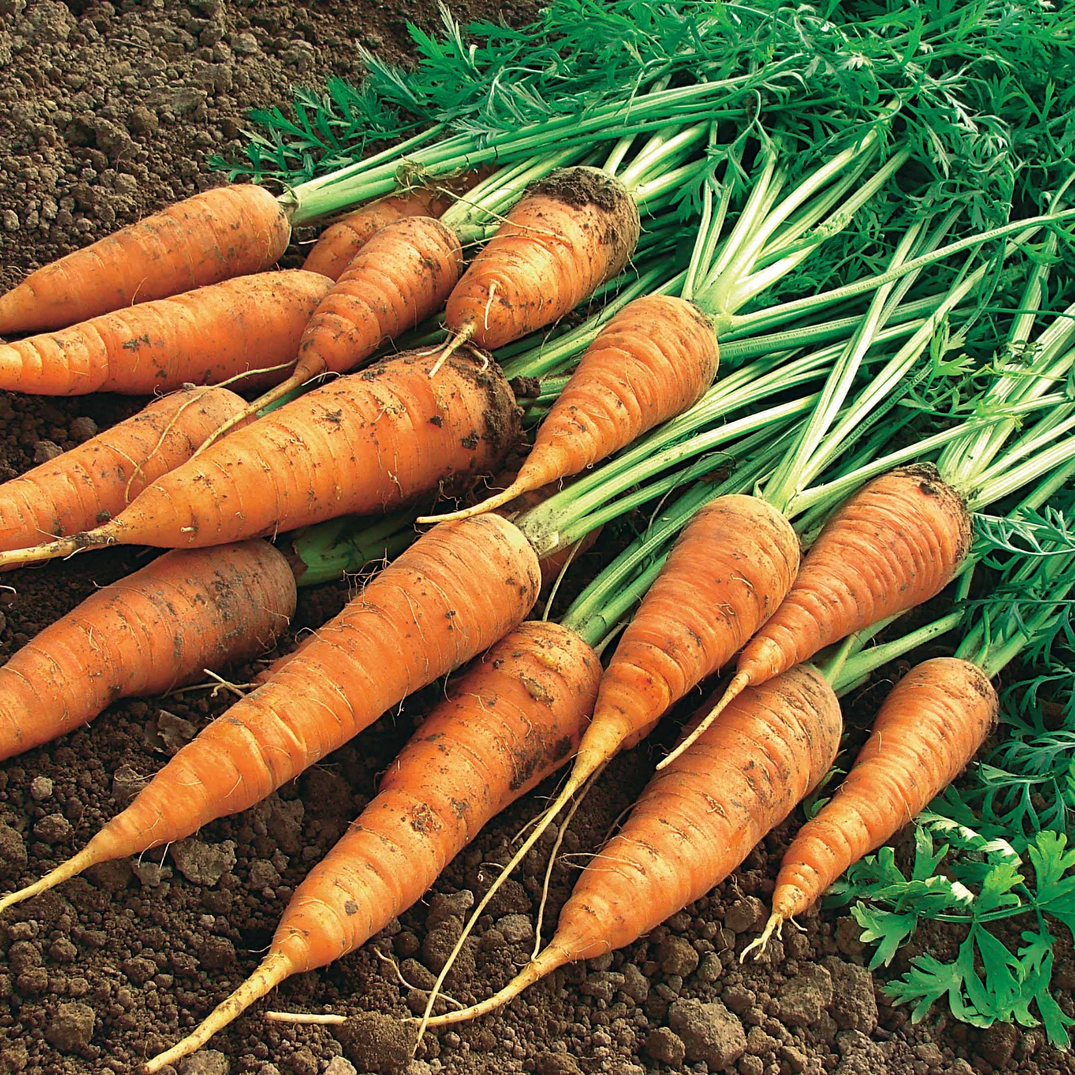 Bakker Potager Carotte Géante de Tilques graines 2g sucrée