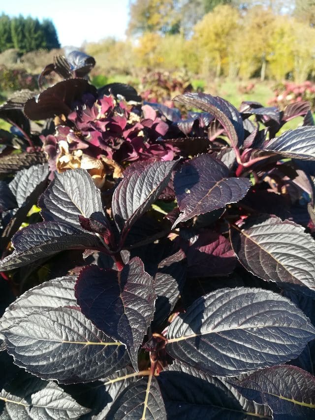 Les Hortensias du Haut Bois LK 49 hortensia boule rose