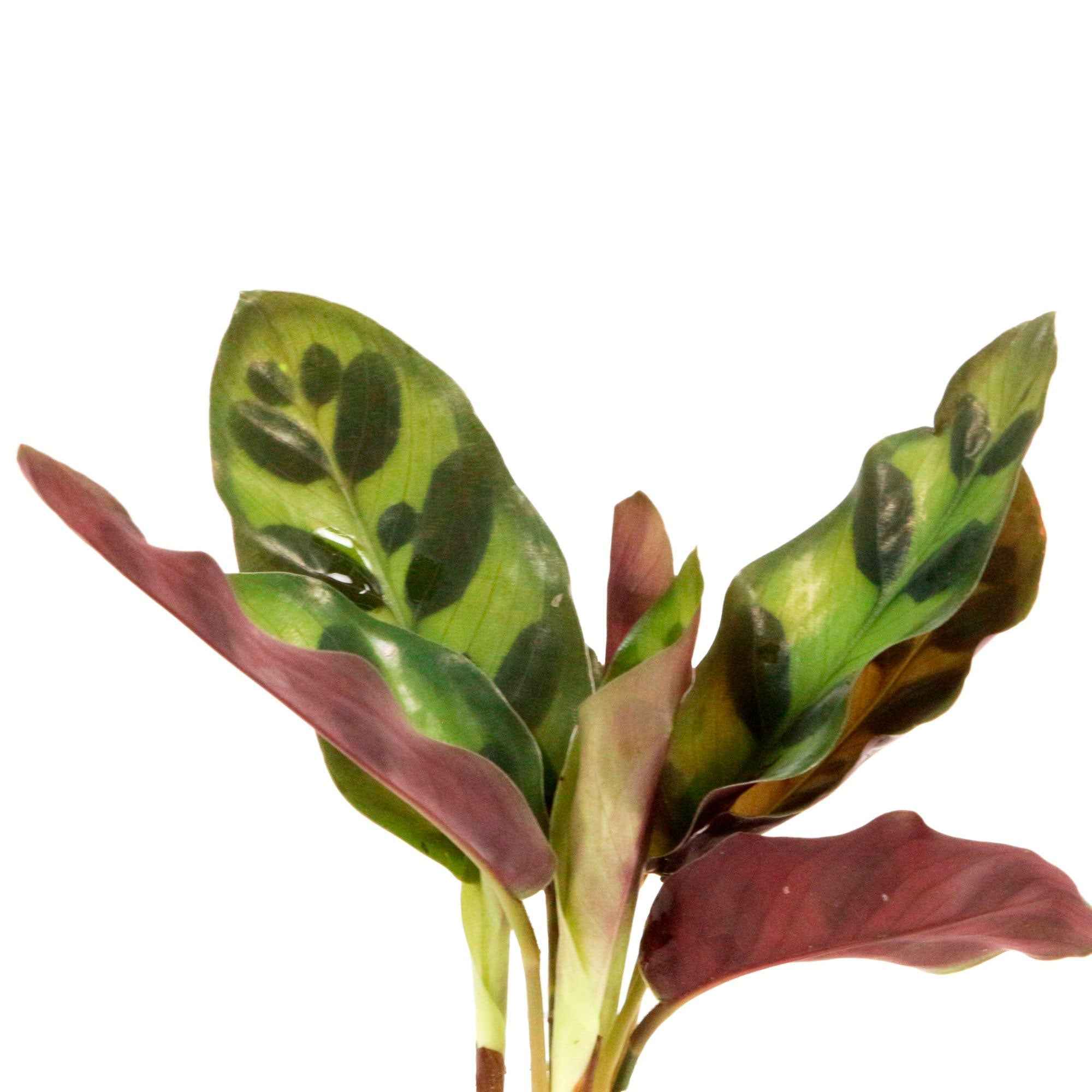 Bakker Plantes d'intérieur Calathea Insignis kit hydroponique vase LED