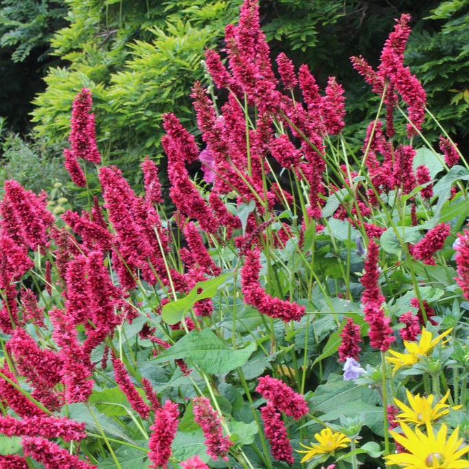 Passion Vivaces Persicaria Dikke Floskes plante vivace épis rouges