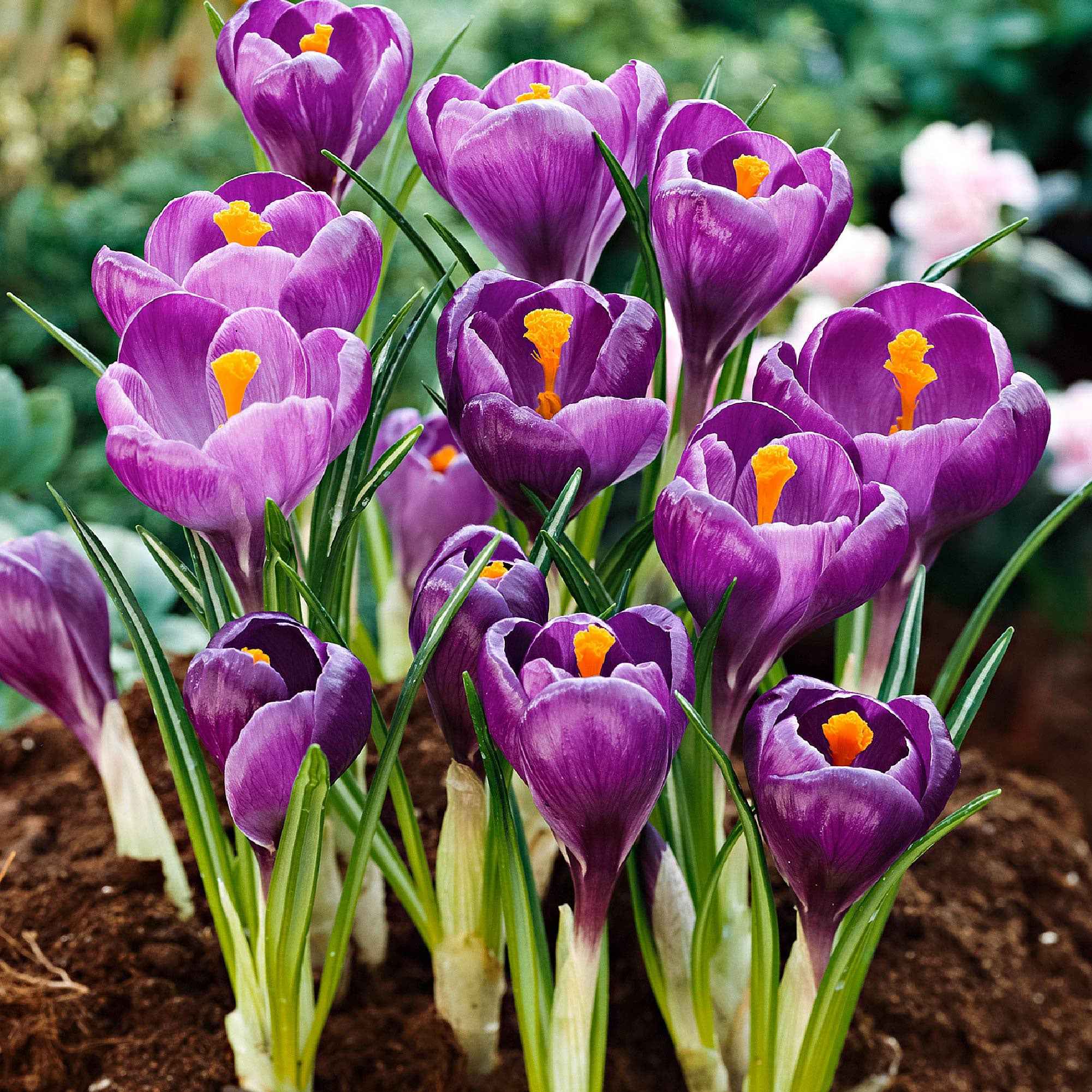 Bakker Crocus Flower Record sachet 15 bulbes violet