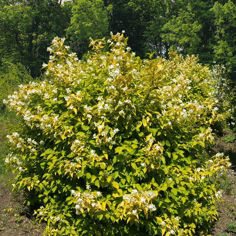 Bakker Philadelphus Aureus seringat doré pot 3 L