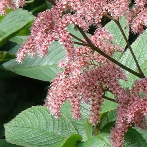 Bakker Elegans rodgersia pinnata pot Ø 9 cm fleurs roses