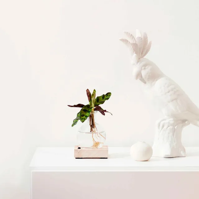 Bakker Plantes d'intérieur Calathea Insignis Plante Verte Kit Vase Hydro