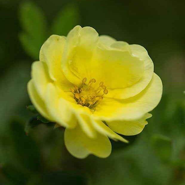 Bakker Potentille Lemon Meringue arbuste jaune pot 8cm