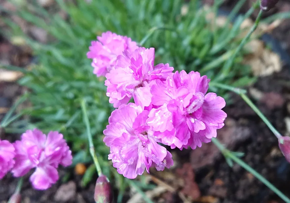 Passion Vivaces Dianthus gratianopolitanus Pink Jewel œillet pot