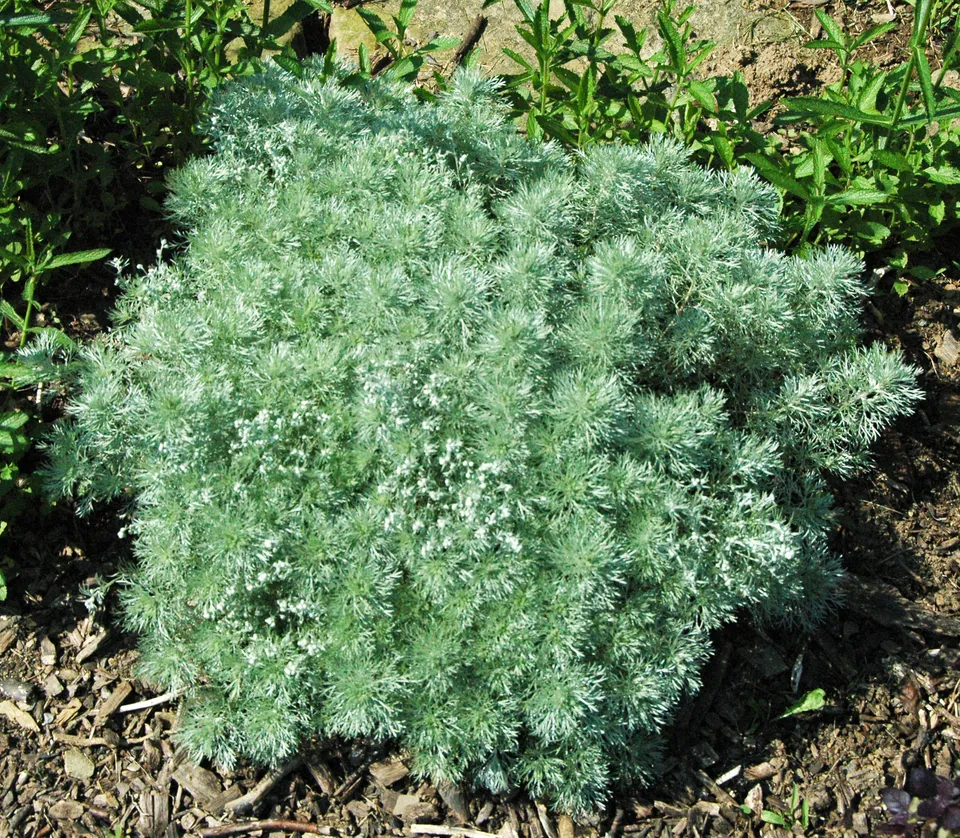 Passion Vivaces Artemisia Nana plante vivace pot 1 L argenté