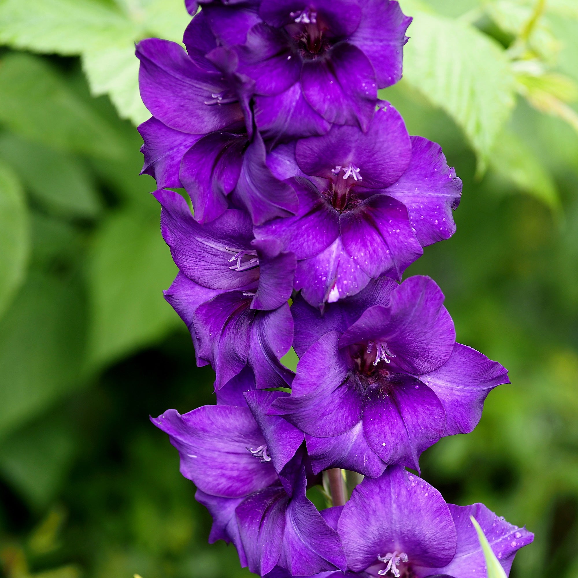 Bakker Glaïeul Purple Flora bulbe violet sachet 10