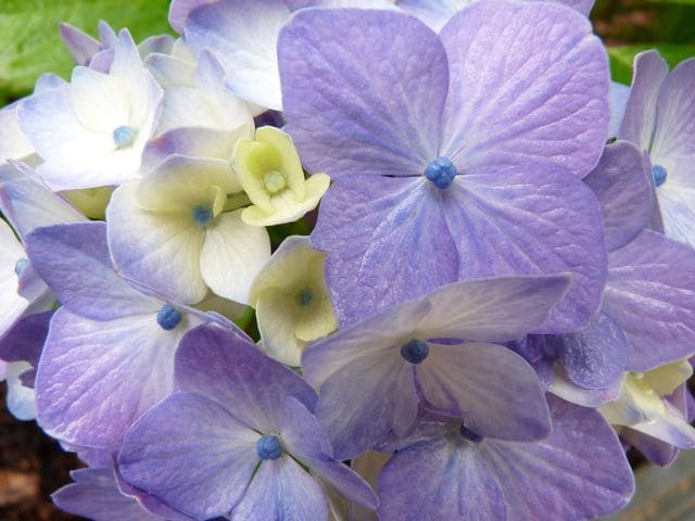 Les Hortensias du Haut Bois Souvenir Mme Chautard hortensia boule