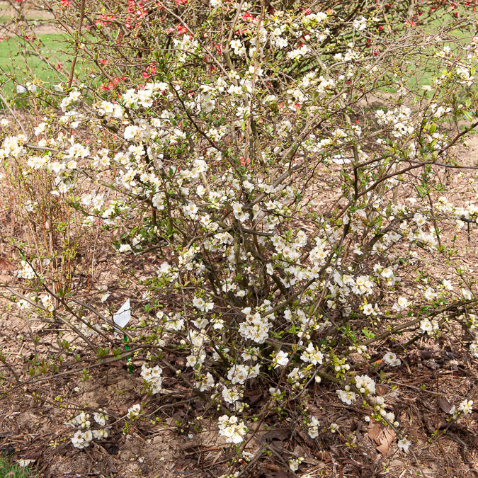 Bakker Cognassier Nivalis arbuste fleurs blanches pot 3L