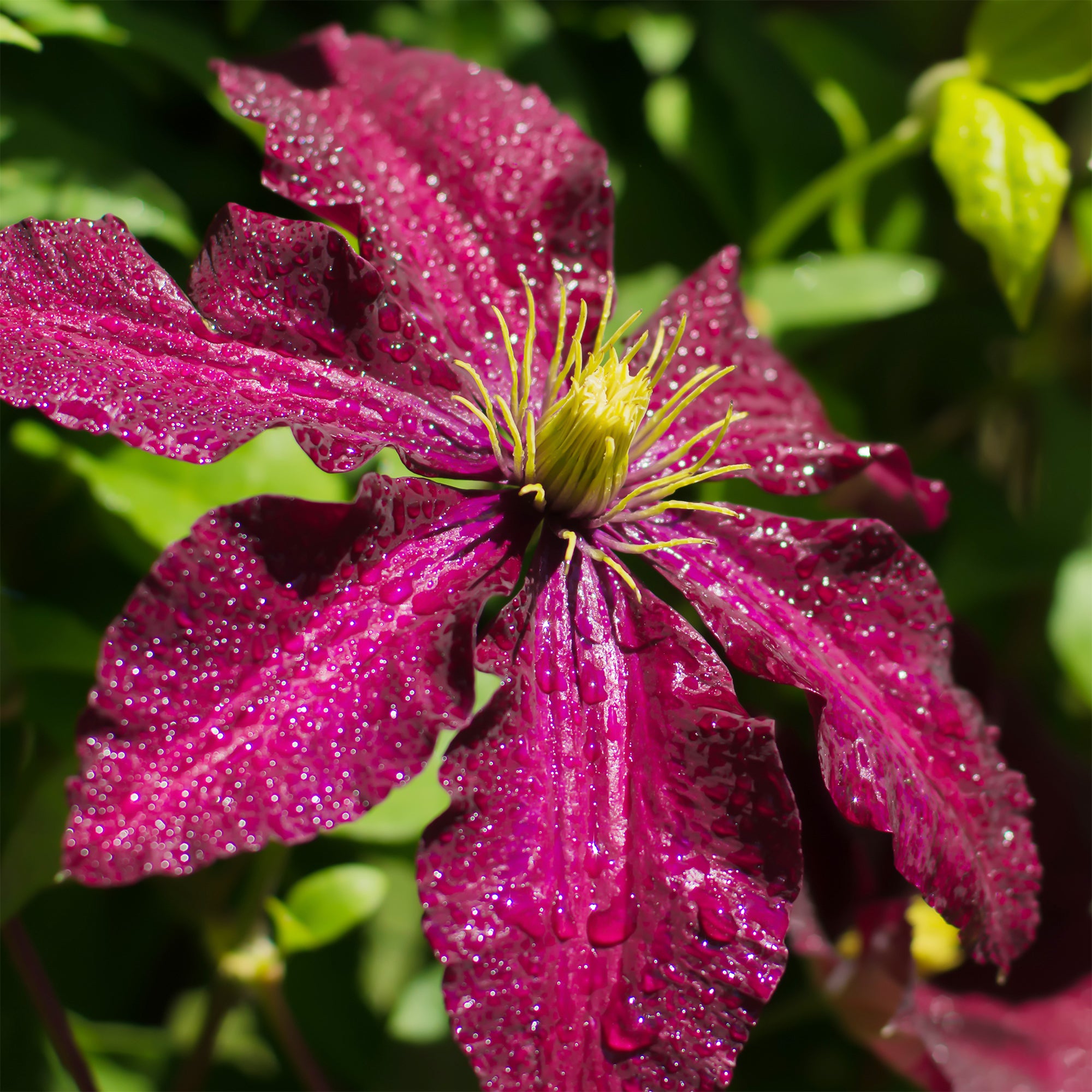 Bakker Clématite Niobe plante grimpante pot 1,5L fleurs violet