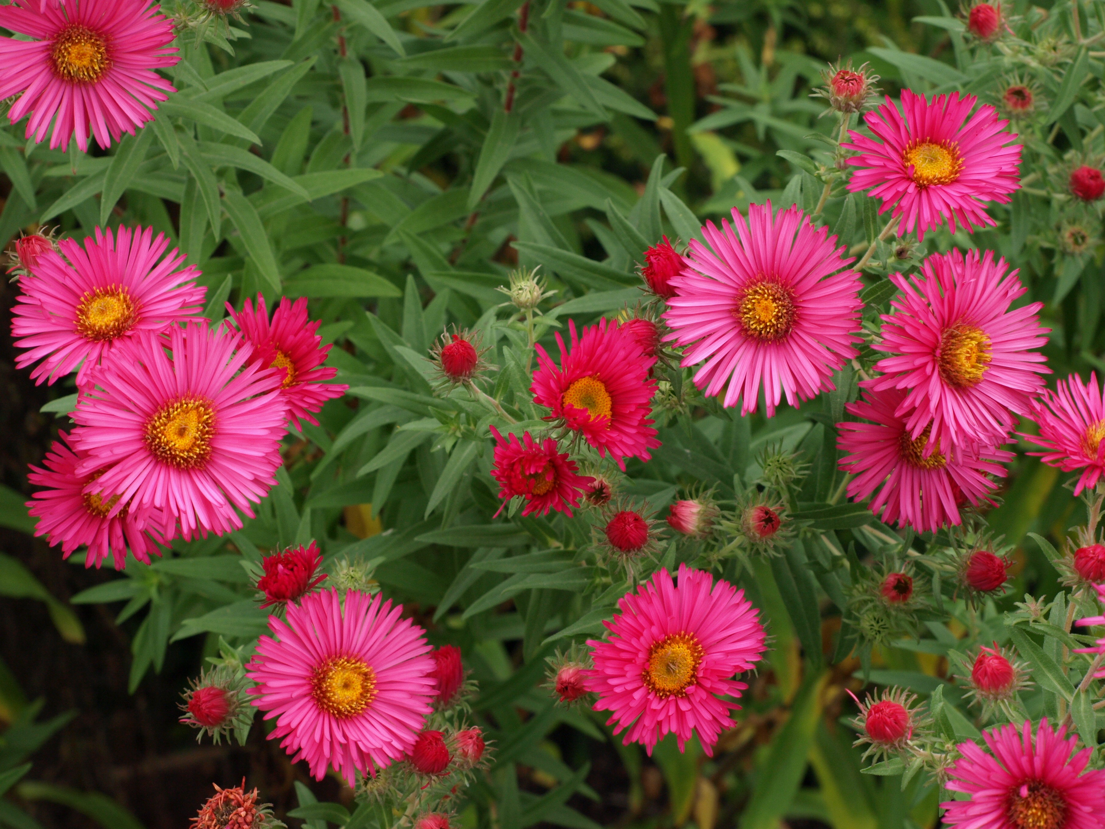 Passion Vivaces Aster novae-angliae Andenken an Alma Pötschke godet