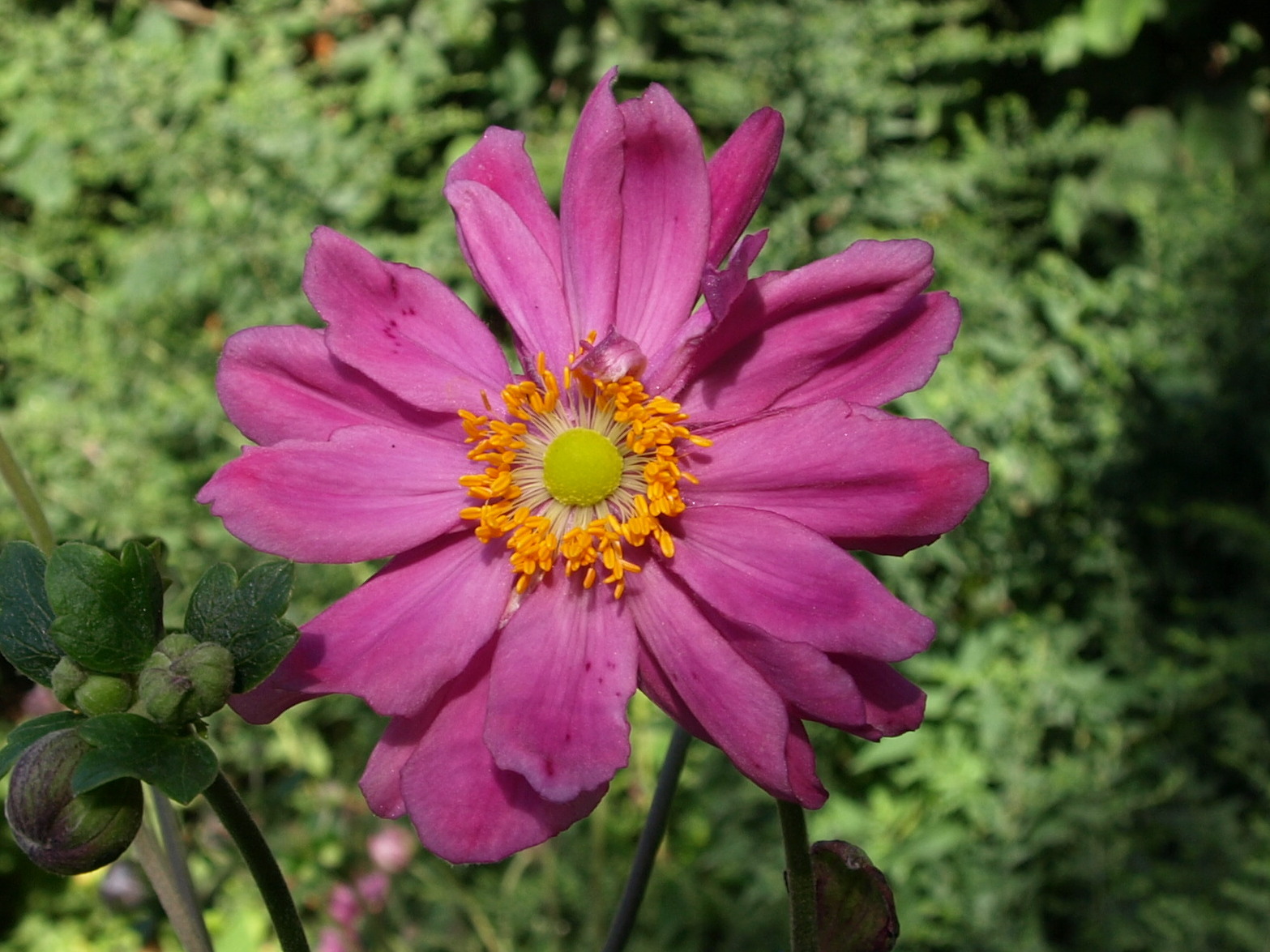 Passion Vivaces Anemone anémone vivace godet couvre-sol