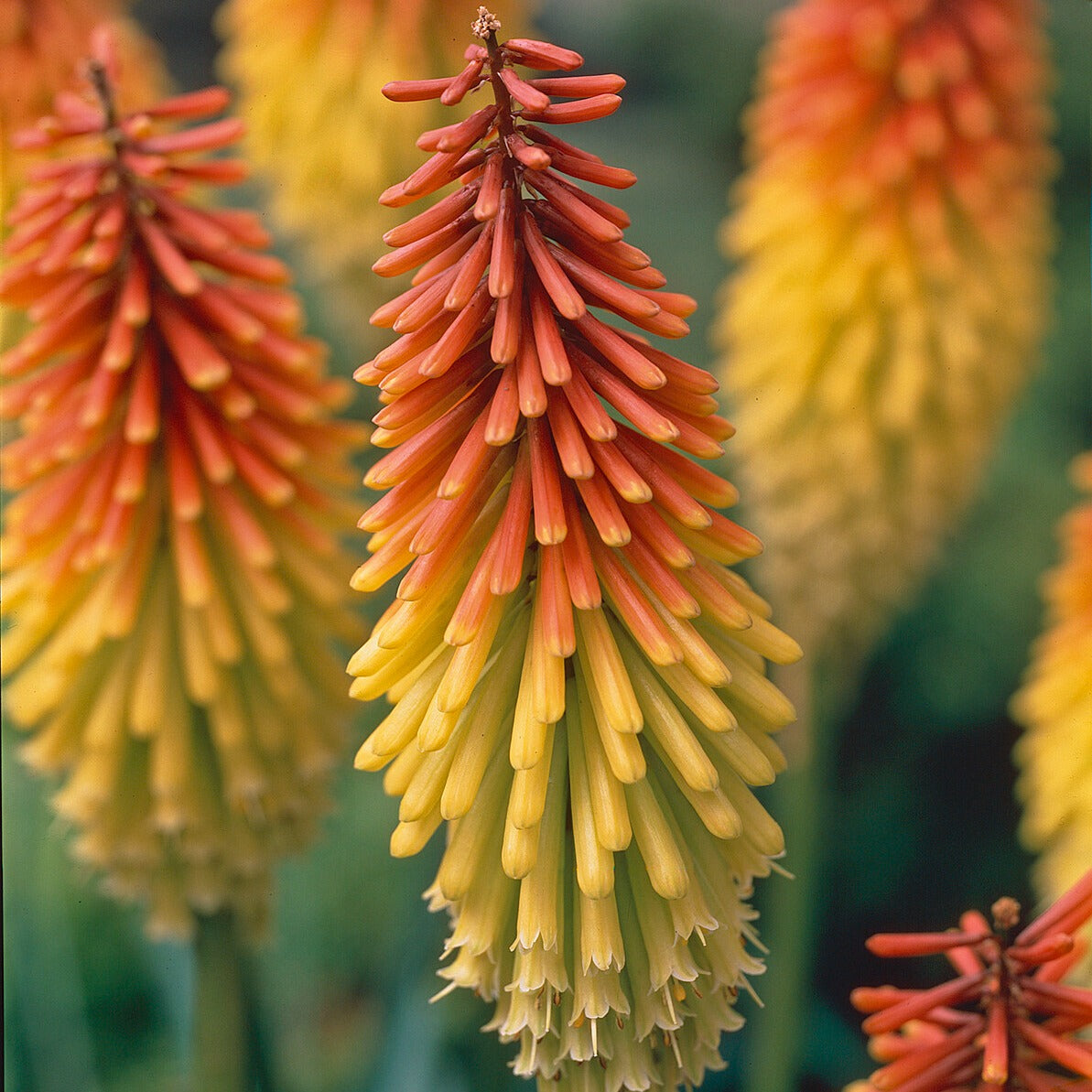Bakker Tritomas Kniphofia vivace paquet 5 racines floraison bicolore