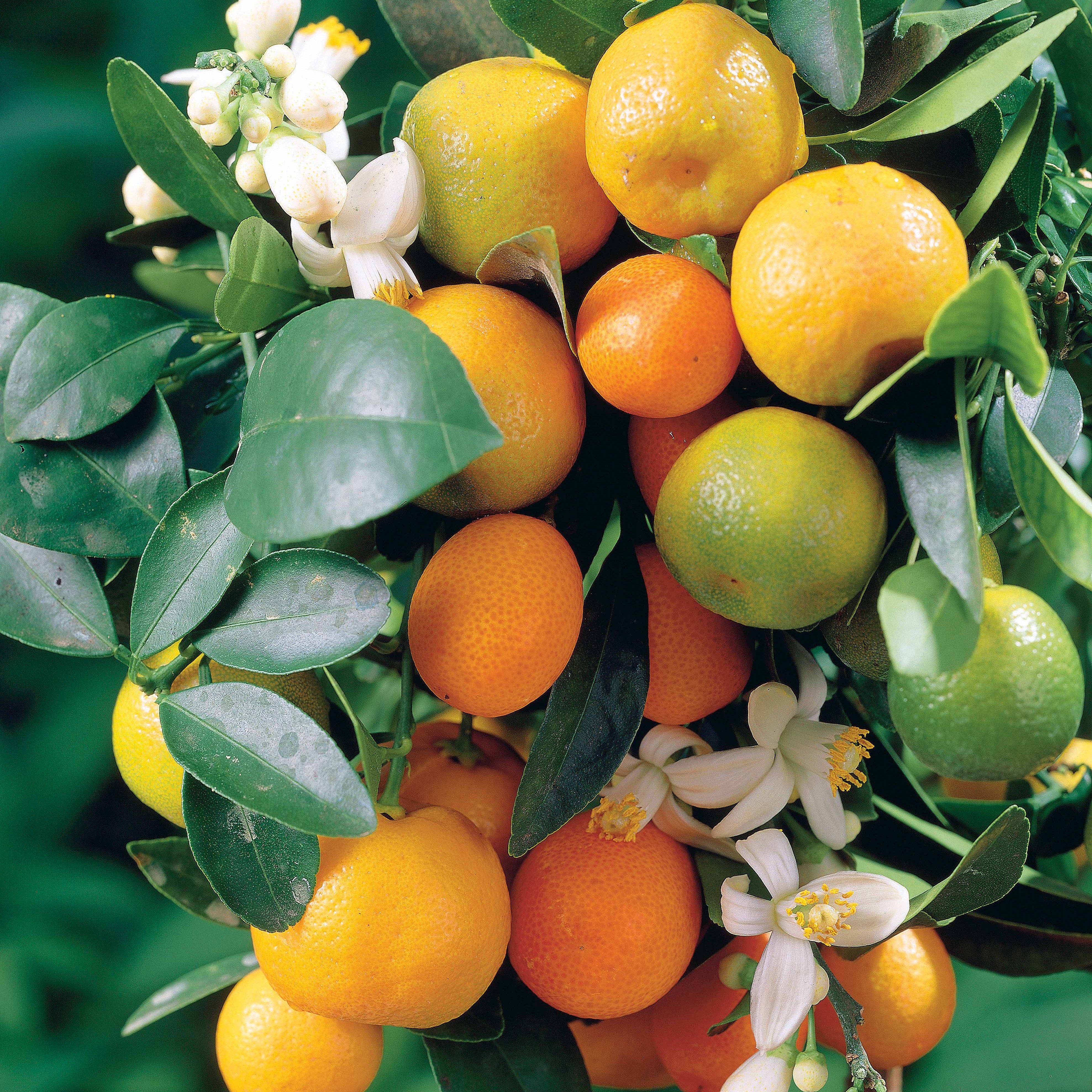 Bakker Fruitiers Mandarinier agrume en pot Ø 12cm 15-20cm