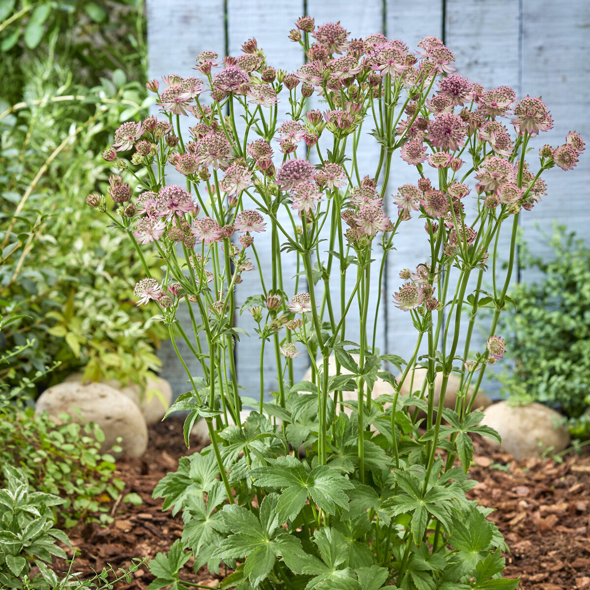 Bakker Plantes vivaces Astrance Roma pot 9cm rose longue floraison