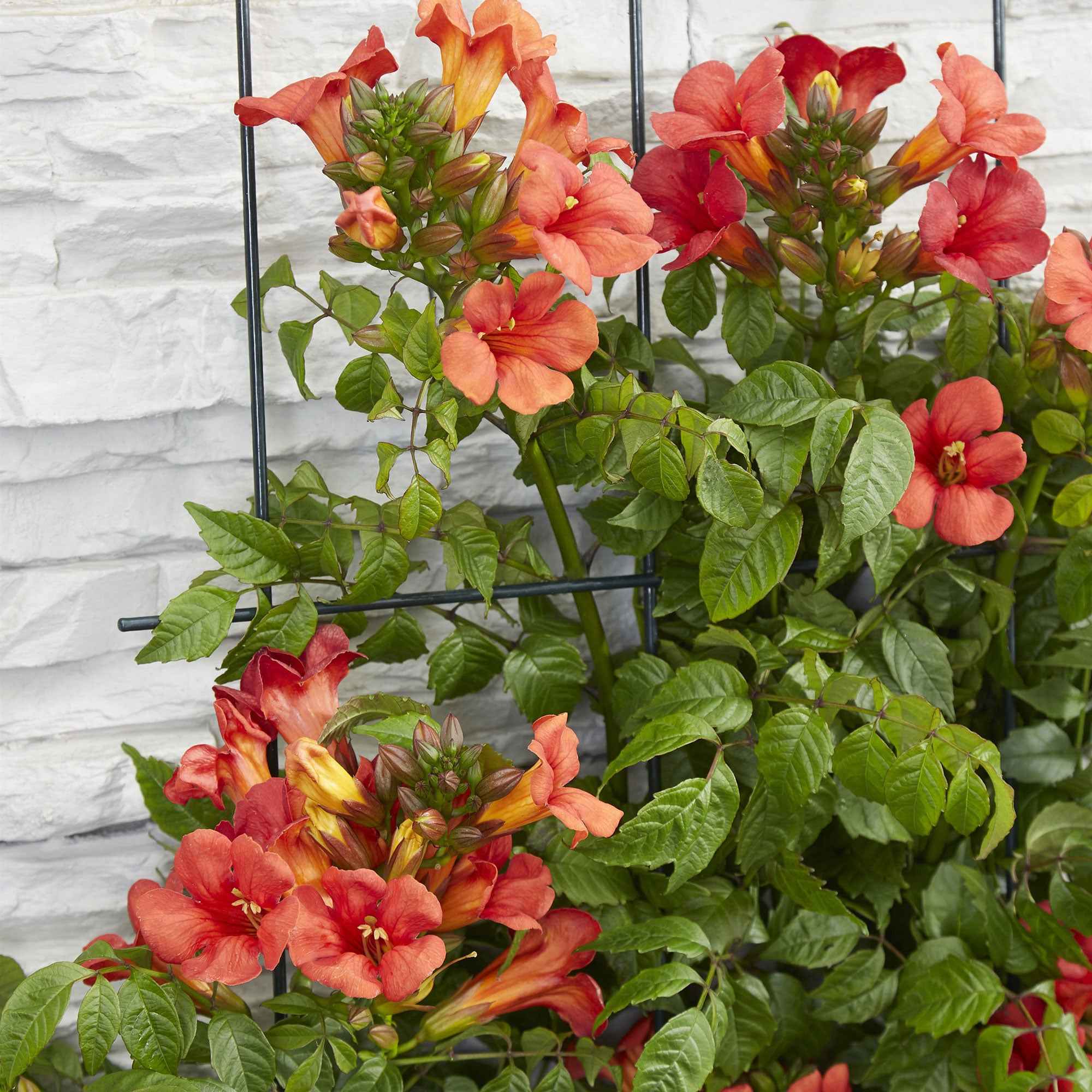 Bakker Bignone Fire Trumpet plante grimpante pot 2L fleurs orange