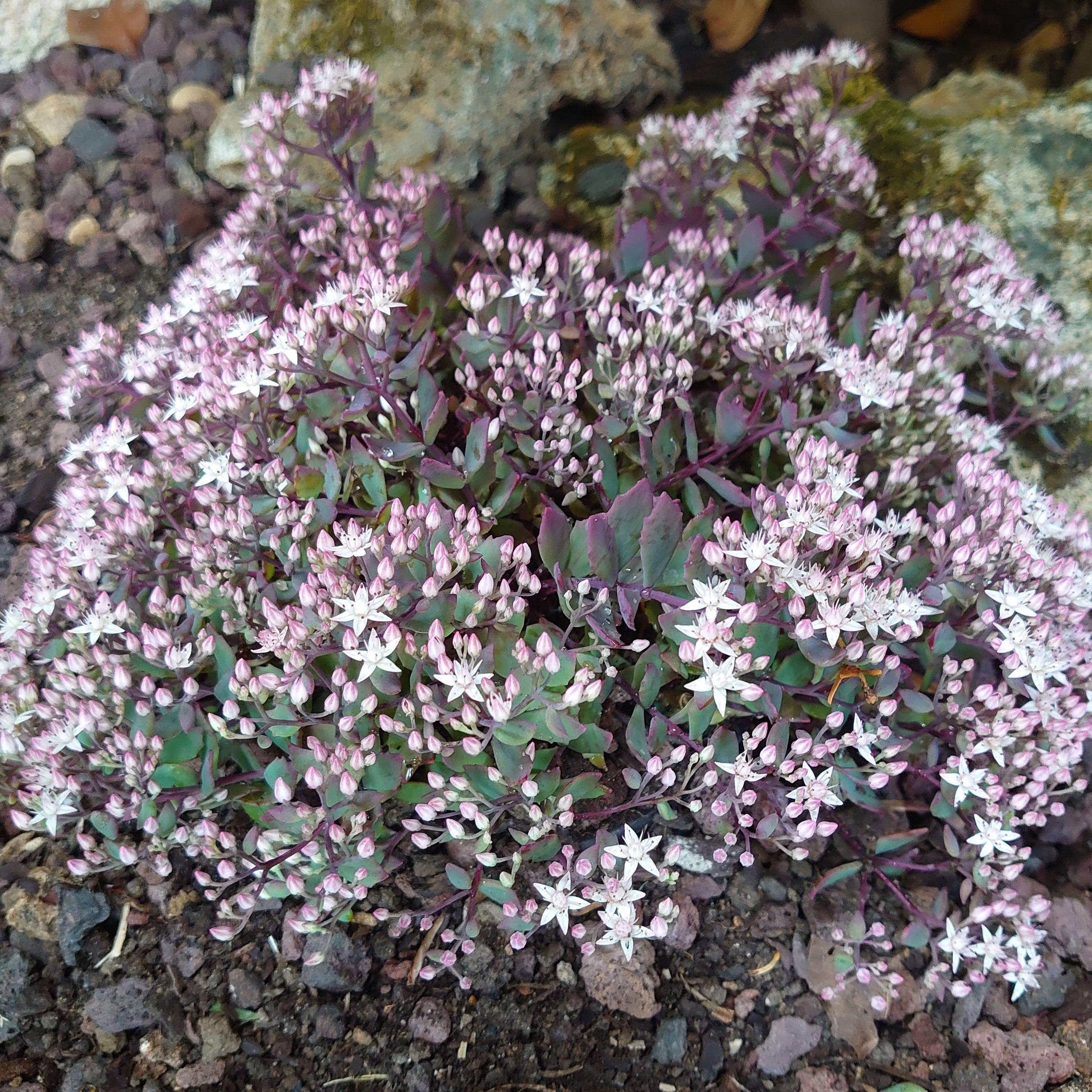 Passion Vivaces Sedum tatarinowii plante pot 1 litre rose
