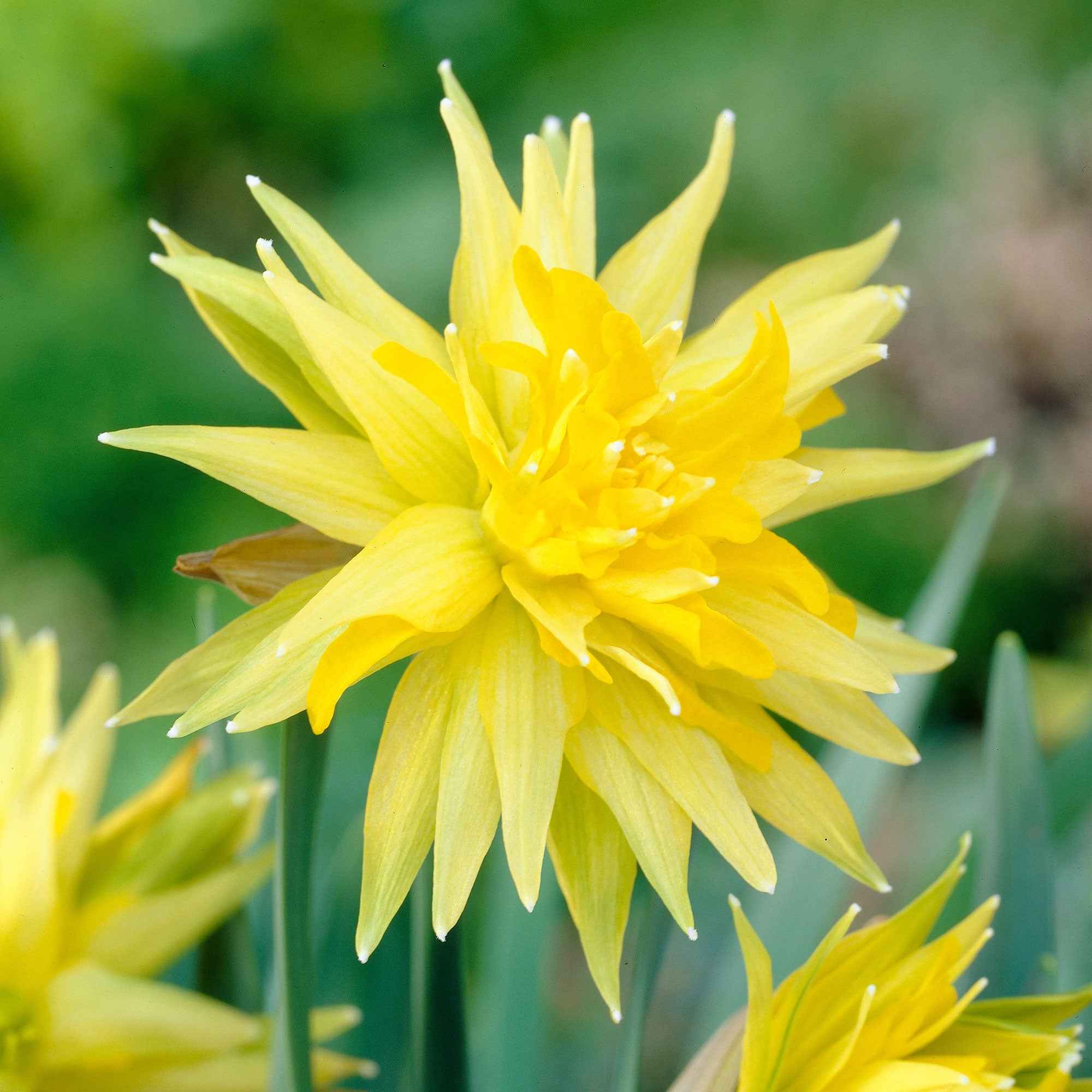 Bakker Bulbes Mini-narcisses Rip van Winkle bulbes sachet 5 jaune