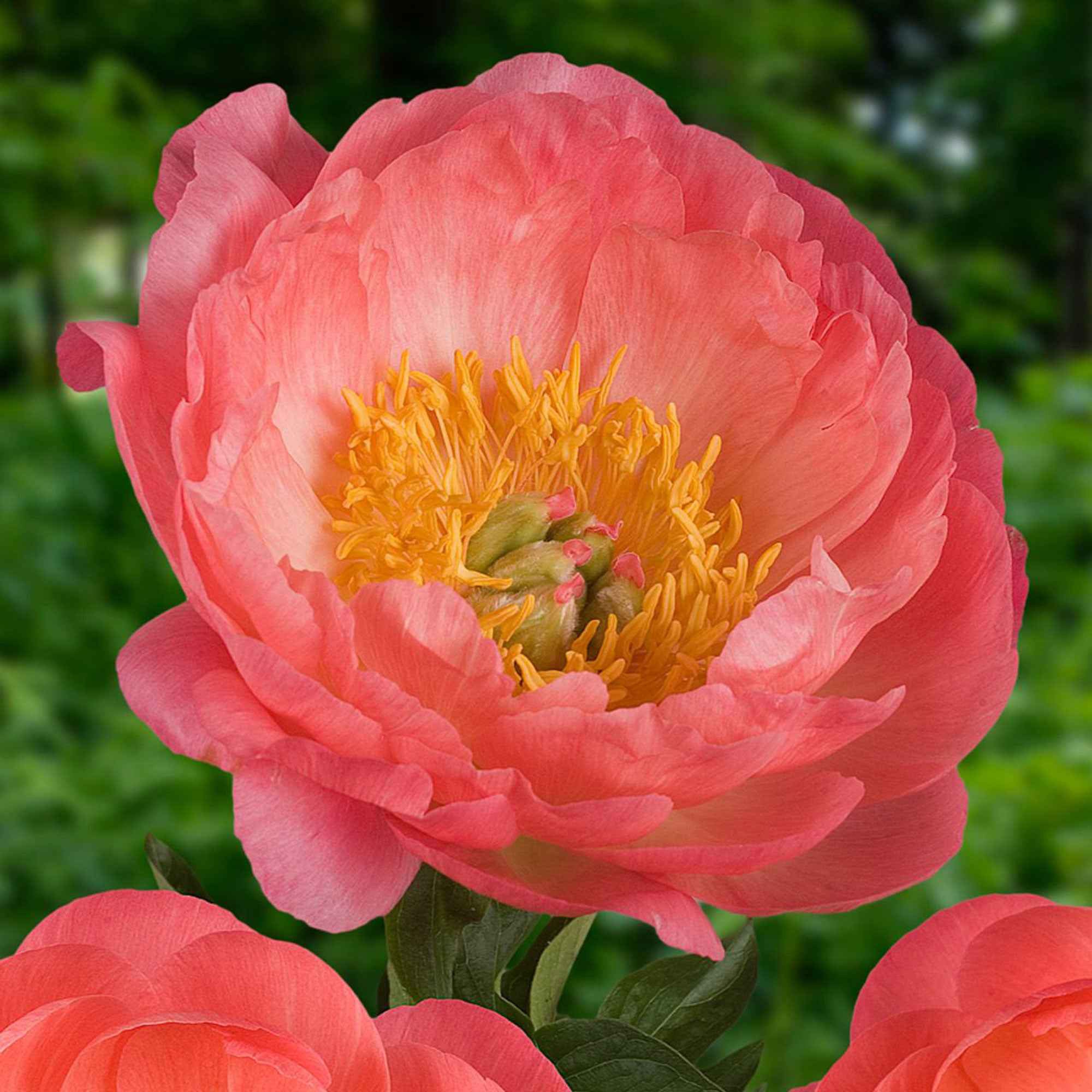 Bakker Coral Sunset pivoine racine nue 2-3 yeux rose