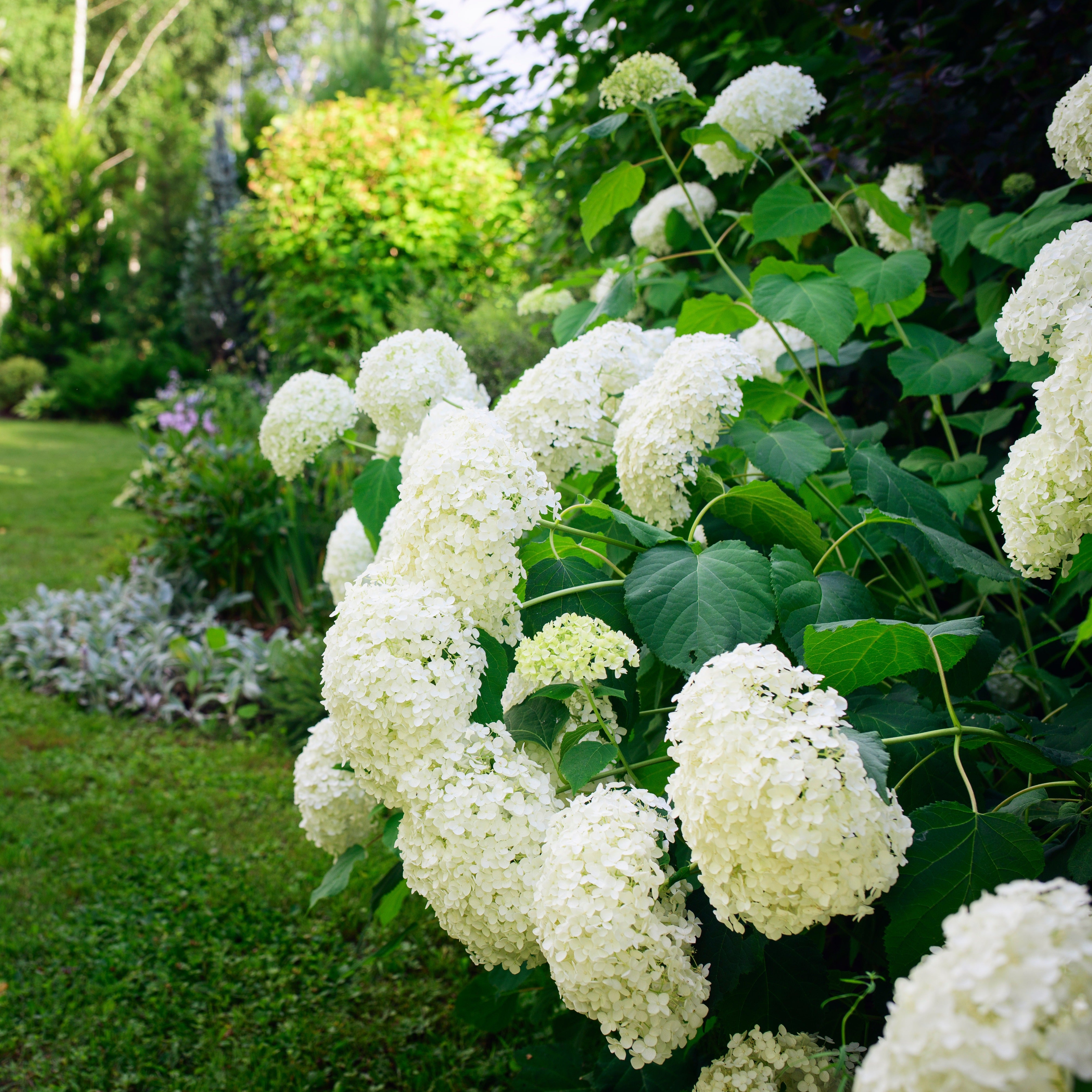 Bakker Hortensia Annabelle arbuste fleuri 1,5L boule blanche